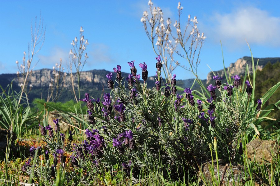 Fiori